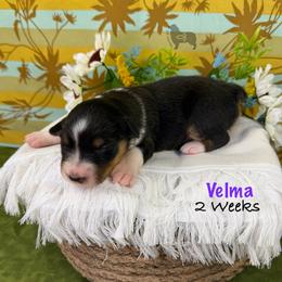 Velma - Black tri-color female Australian Shepherd puppy in El Dorado Springs, Missouri from OR Aussies