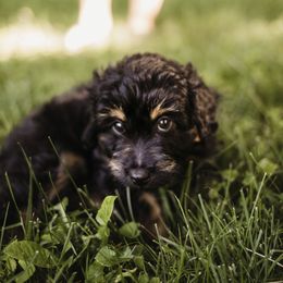 Aussiedoodle Puppies from Olive Tree Mini Aussiedoodles