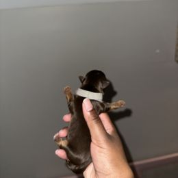 Yorkshire Terrier Puppies from A yorkie palace