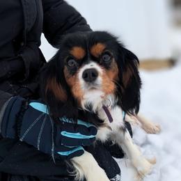 Willow - Cavalier King Charles Spaniel