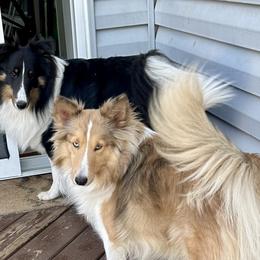 Shetland Sheepdogs from McDermon Shelties