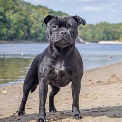 Hedda - Staffordshire Bull Terrier