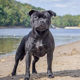 Hedda - Staffordshire Bull Terrier