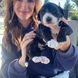 Mary - Black and white female Bernedoodle puppy in Yuba City, California from Ranch House Doodles