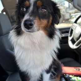 Roxie - Toy Australian Shepherd