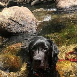 Labrador Retriever All Grown Up from Judy Sarao's Labs