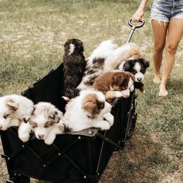 Australian Shepherd Puppies from Southern Comfort Aussies