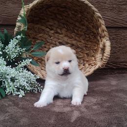 Daisy - Cream female Shiba Inu puppy in Clayton, Illinois from Adorable-Puppies
