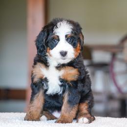 Hazel - Tri-color female Bernedoodle puppy in Dundee, Ohio from Down Home Doodle