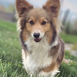 Sequoia - Pembroke Welsh Corgi