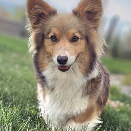 Sequoia - Pembroke Welsh Corgi