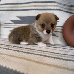 Lorie - Sable female Pembroke Welsh Corgi puppy in Aurora, Missouri from Sweet Peach Puppies