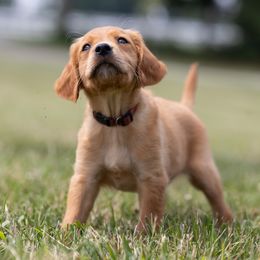 Golden Retriever Puppies from Stormy Hill Golden Retrievers