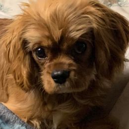 Cavalier King Charles Spaniels from Killian's Kennels LLC
