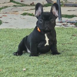 French Bulldog Puppies from Mandy Moon French bulldogs