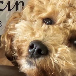 Assorted Doodle Crosses, Cavapoos, and Goldendoodles from Debbie's Puppies