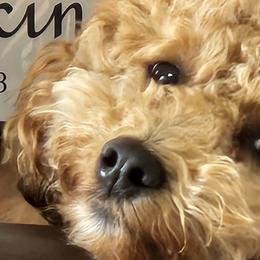 Assorted Doodle Crosses, Cavapoos, and Goldendoodles from Debbie's Puppies