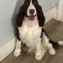 Nolia - English Springer Spaniel