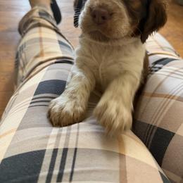 Candy (brown now orange collar) - Tri-Roan female English Springer Spaniel puppy in Statesville, North Carolina from Rockin’ Slow Farms