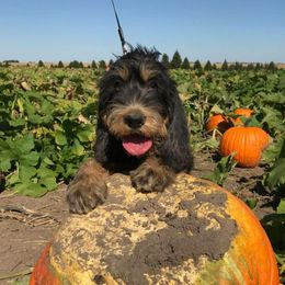 Otterhounds from Con Cara Kennels