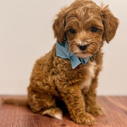 Bubbles (Blue Collar Female) - Apricot female Goldendoodle puppy in Santa Clara, Utah from Desert Dawn Doodles