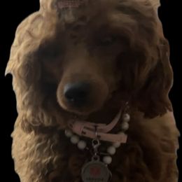 Zahari - Poodle