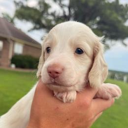 Maximus - Piebald male Dachshund puppy in Ramona, Oklahoma from Schmitt Dachshunds