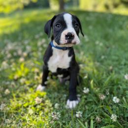 Boy 2 - Brindle male Boxer puppy in Prestonsburg, Kentucky from Bre’s Boxers