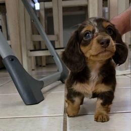 Girl 1 - Dapple female Dachshund puppy in Irvington, Alabama from Christopher's Dachshunds