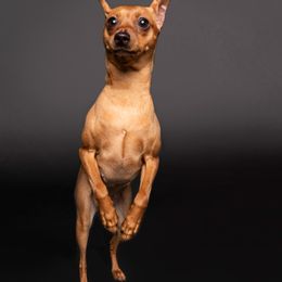 Miniature Pinscher All Grown Up from Peacock Miniature Pinschers