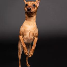 Miniature Pinscher All Grown Up from Peacock Miniature Pinschers