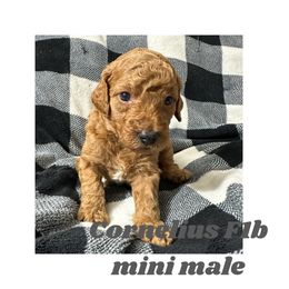 Cornelius - Red  Goldendoodle puppy in Missouri from B&C Goldendoodles