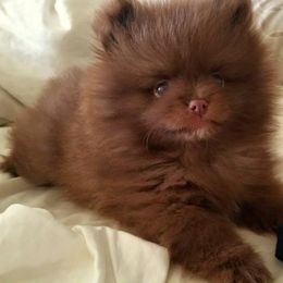 Pomeranian Puppies from Lilmonster Pomeranians