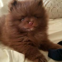 Pomeranian Puppies from Lilmonster Pomeranians