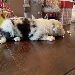 Baloo - Merle Assorted Doodle Crosses puppy in Powder Springs, Georgia from Everyone Loves Doodlez