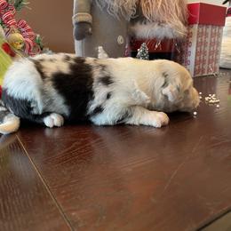 Baloo - Merle Assorted Doodle Crosses puppy in Powder Springs, Georgia from Everyone Loves Doodlez