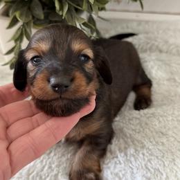 Rusty - Sable male Dachshund puppy in Gerber, California from Red Dirt Doxies