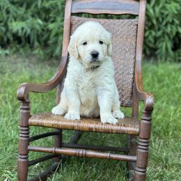 Boy 1 - male Golden Retriever puppy in Germantown, Ohio from Doodle Patch Farm