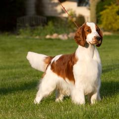 Welsh Springer Spaniels from Clussexx Sussex and Welsh Springer Spaniels