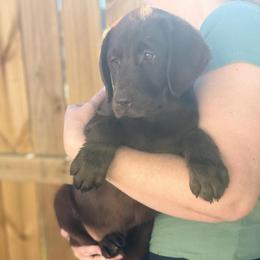 Maisie - Chocolate female Labrador Retriever puppy in Archer Lodge, North Carolina from Archer Lodge Labradors