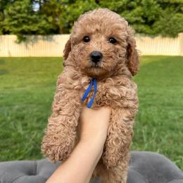Biscuit - Apricot male Poodle puppy in Charlotte, North Carolina from Bruno & Co. Puppies