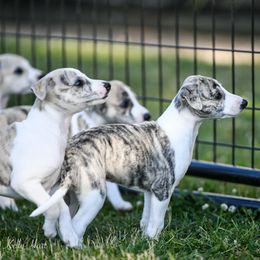 Whippet Puppies from Winstar Whippets