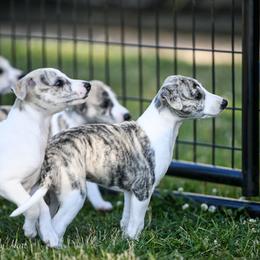 Whippet Puppies from Winstar Whippets