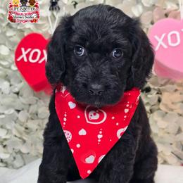 Green - Black male Goldendoodle puppy in Rockledge, Florida from Stormie's Doodles