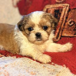 Shih Tzus from Puppy Pals