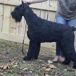 Dalila - Giant Schnauzer