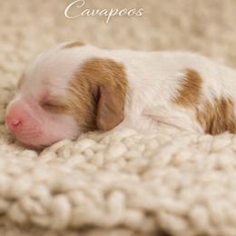 Magnolia - Apricot female Cavapoo puppy in Theodore, Alabama from Horton & Co. Cavapoos
