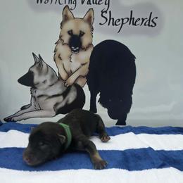 Green Collar - Black and cream male German Shepherd puppy in Cadet, Missouri from Working Valley Shepherds
