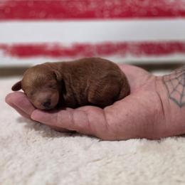 Faith (AKC) - Red  female Poodle puppy in Rainbow City, Alabama from Spinks Poodles