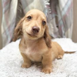 Marty - Cream male Dachshund puppy in Decatur, Mississippi from KP Dachshunds